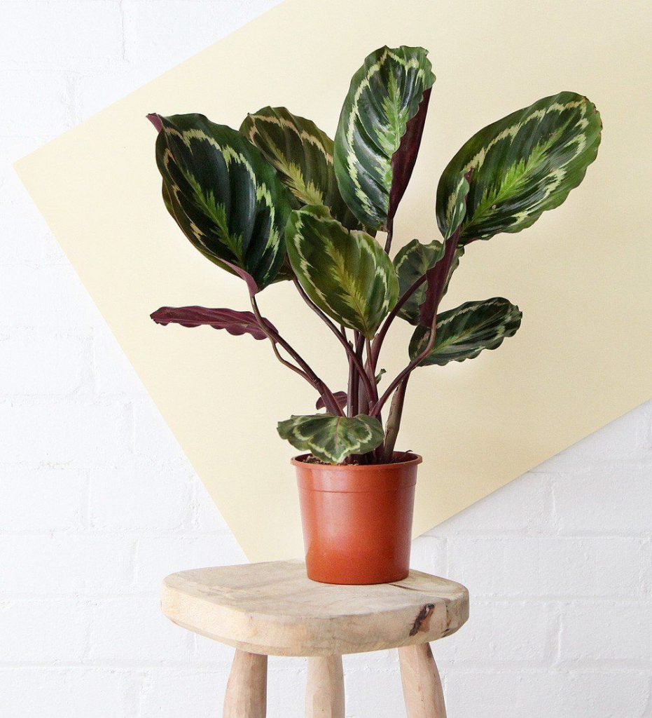 Rose Painted Calathea