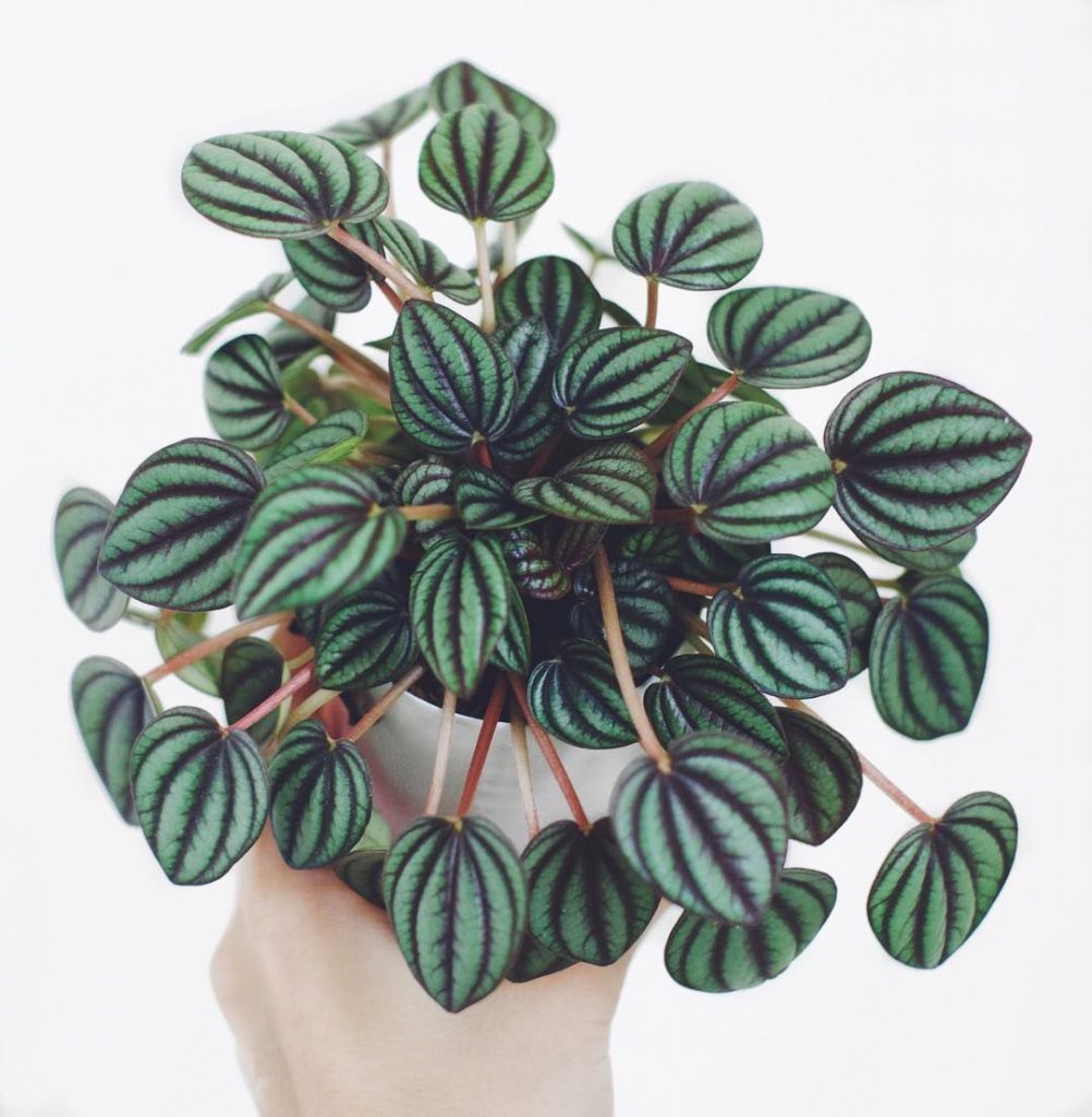 Peperomia