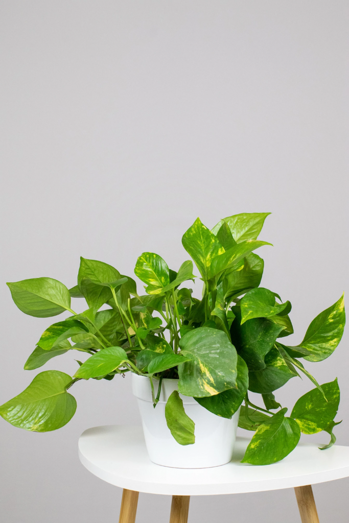 Golden Pothos