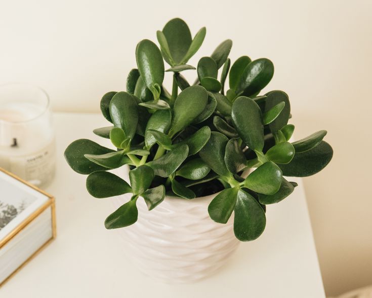 Jade Plant