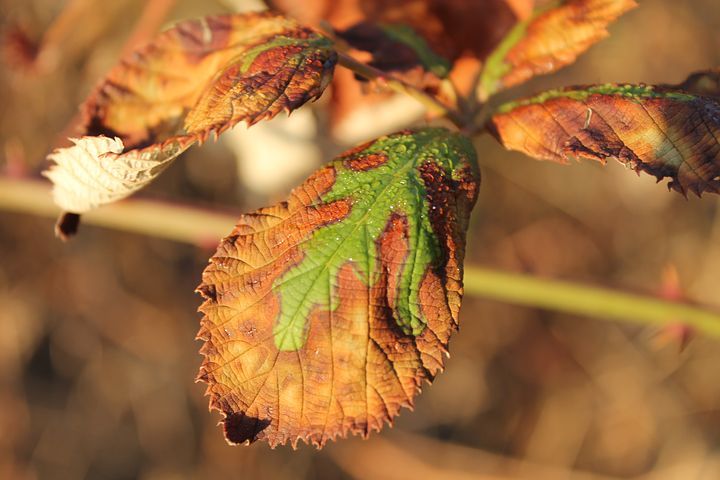 The Leaves’ Color Has Changed