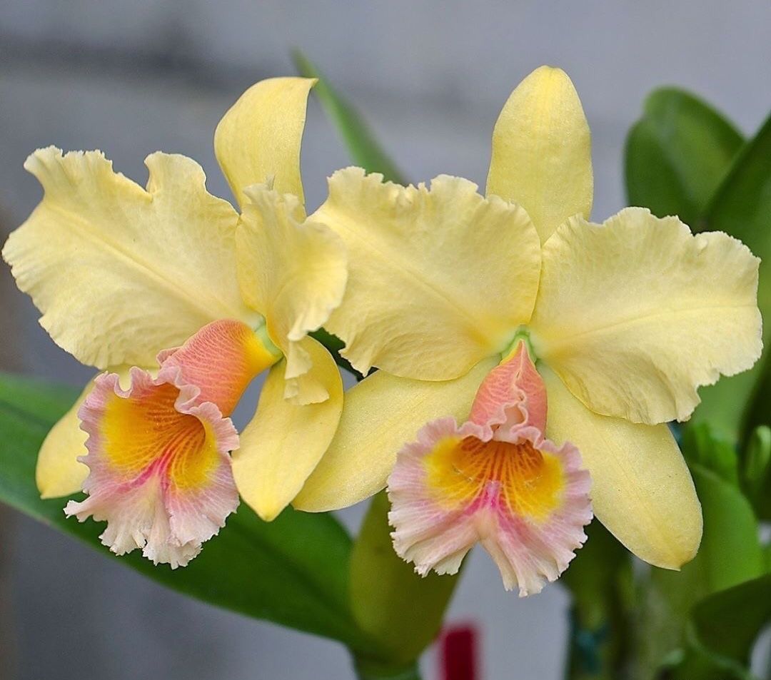 Benefits of Growing Orchids Indoor