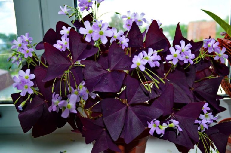 Oxalis