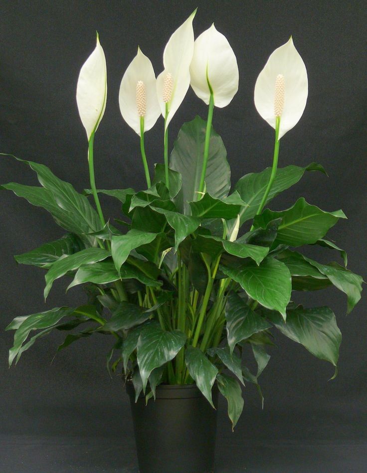 Peace Lily