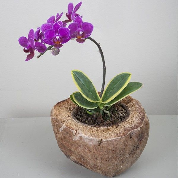 Phalaenopsis Orchid