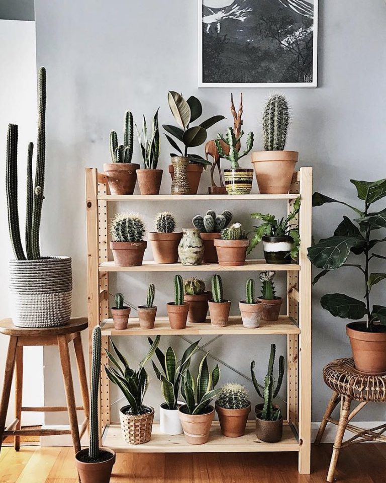 Amazing Plant Shelves Ideas to Put Your Ornamental Plants