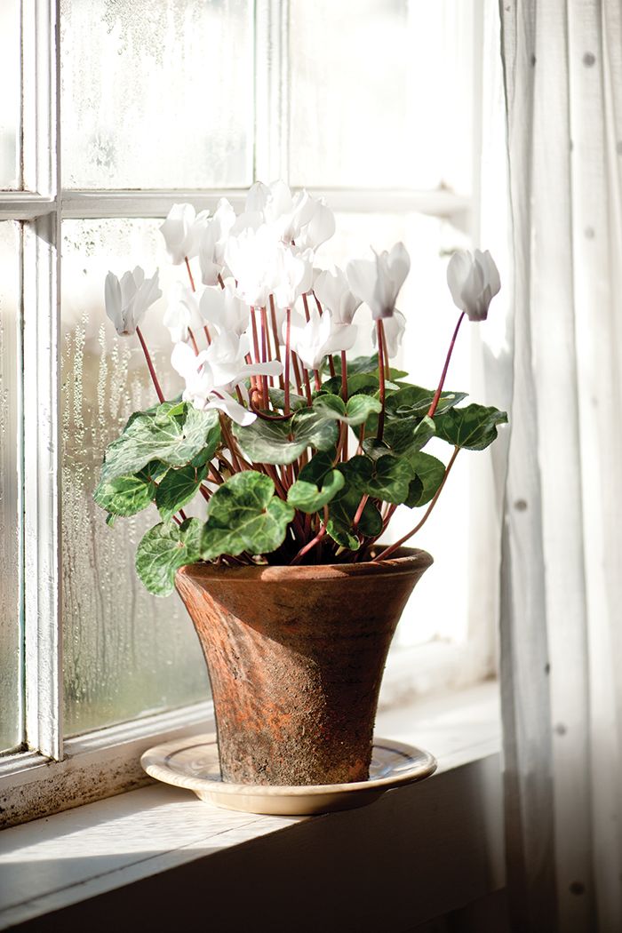 Cyclamen