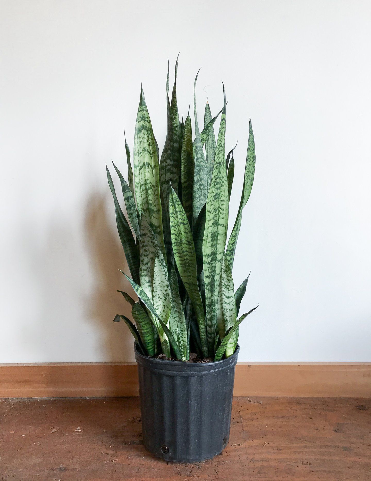 Sansevieria