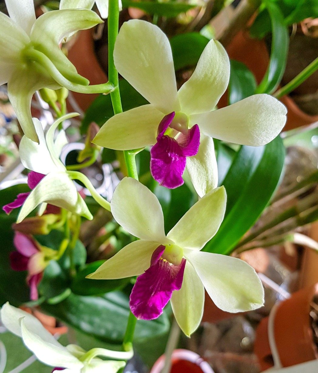 Dendrobium Orchid