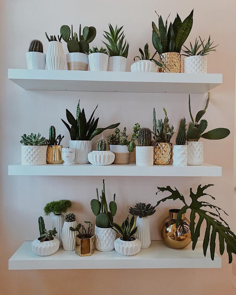 On the Wall Plant Shelves
