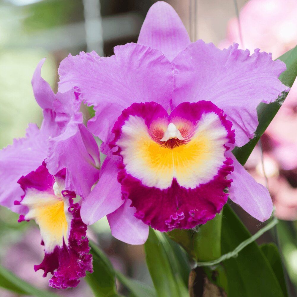 Cattleya Orchid