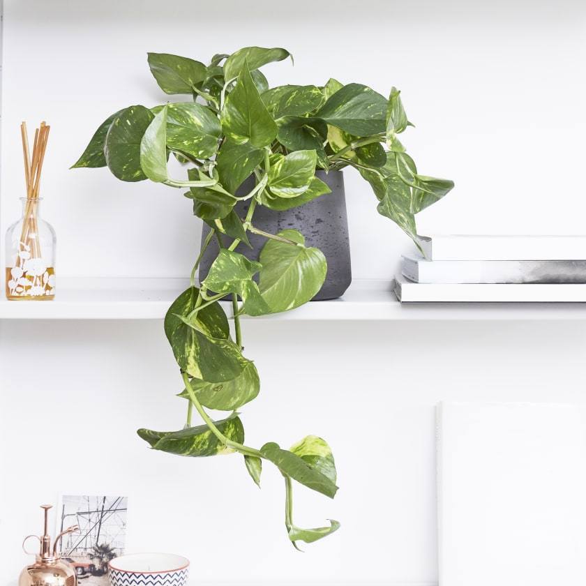 Gold Pothos