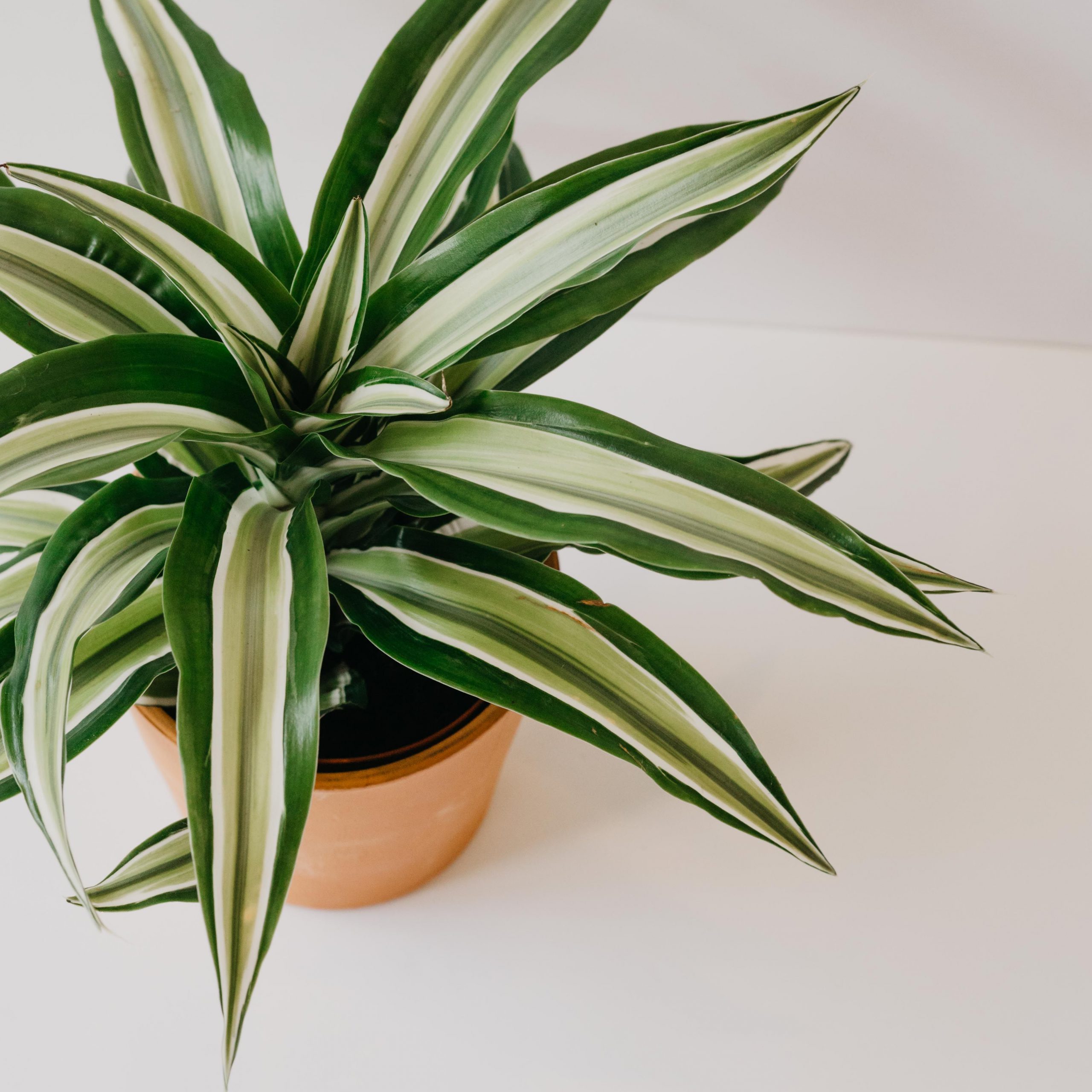 Dracaena