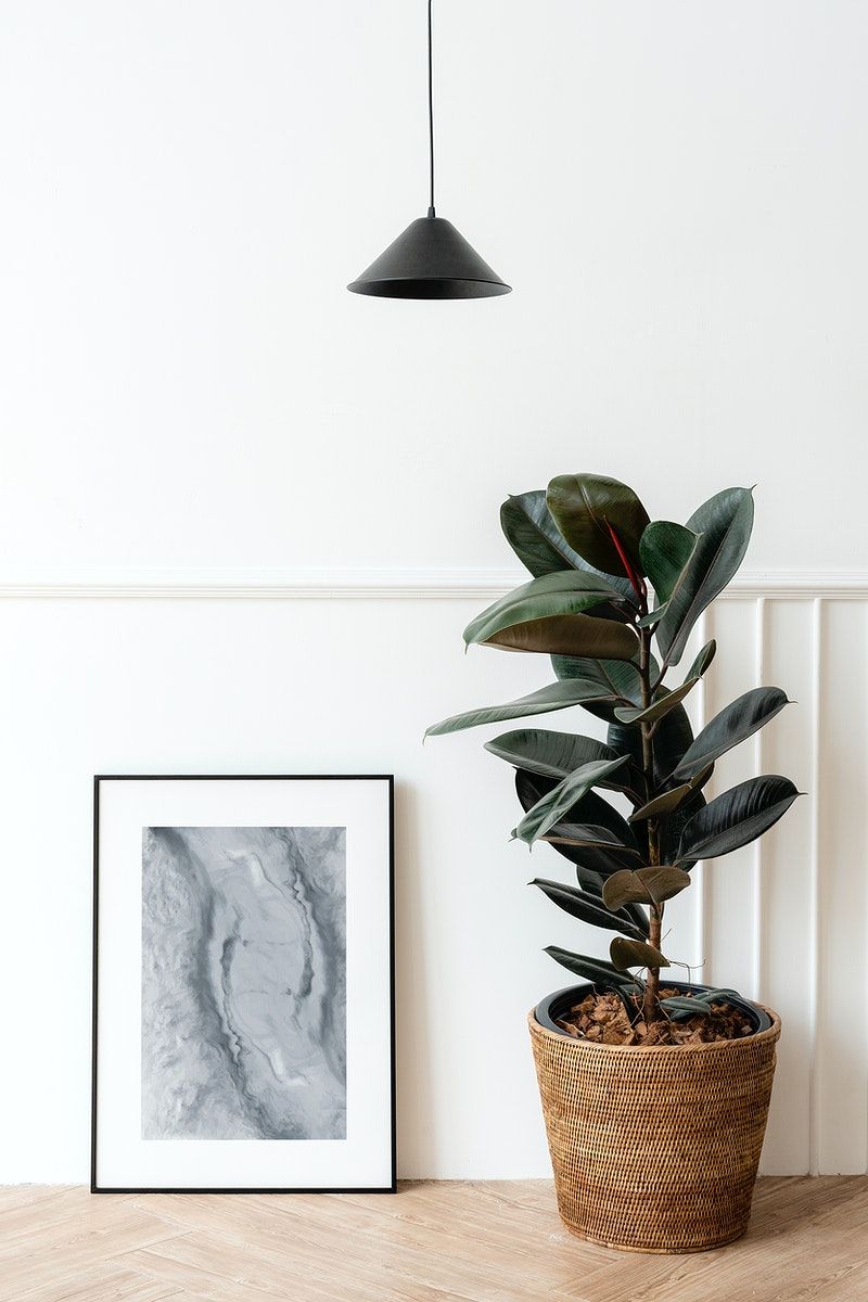 Dracaena