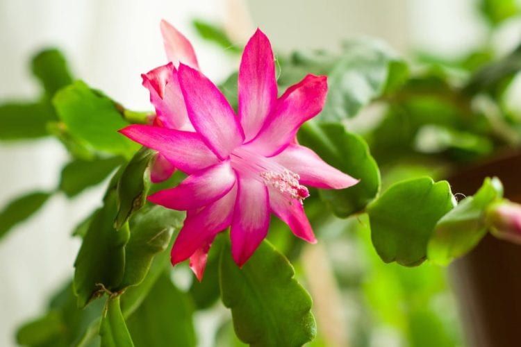 Christmas Cactus