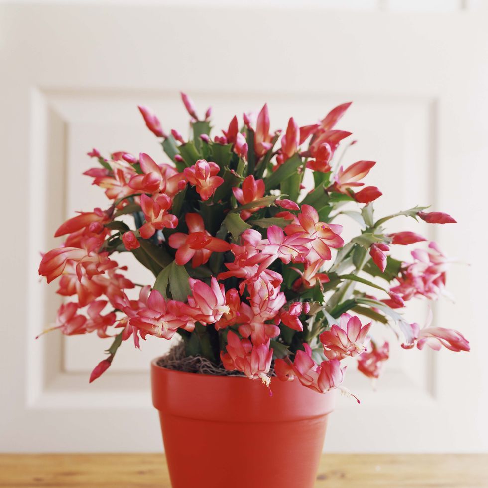 Christmas Cactus