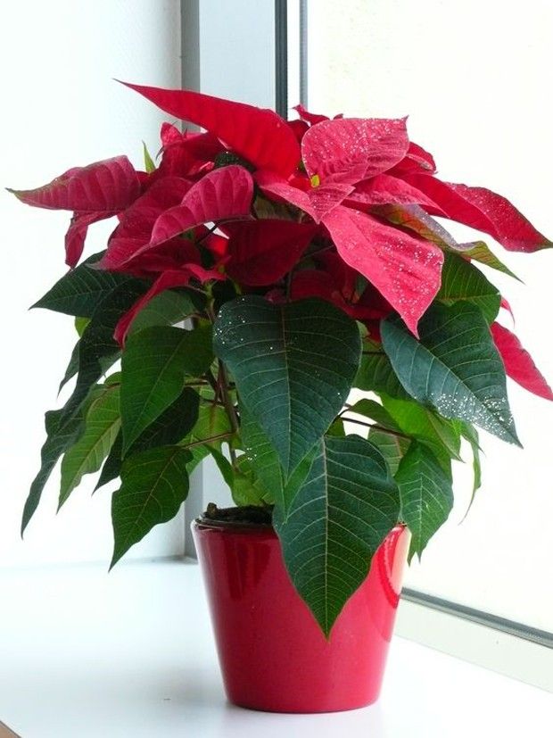 Poinsettia