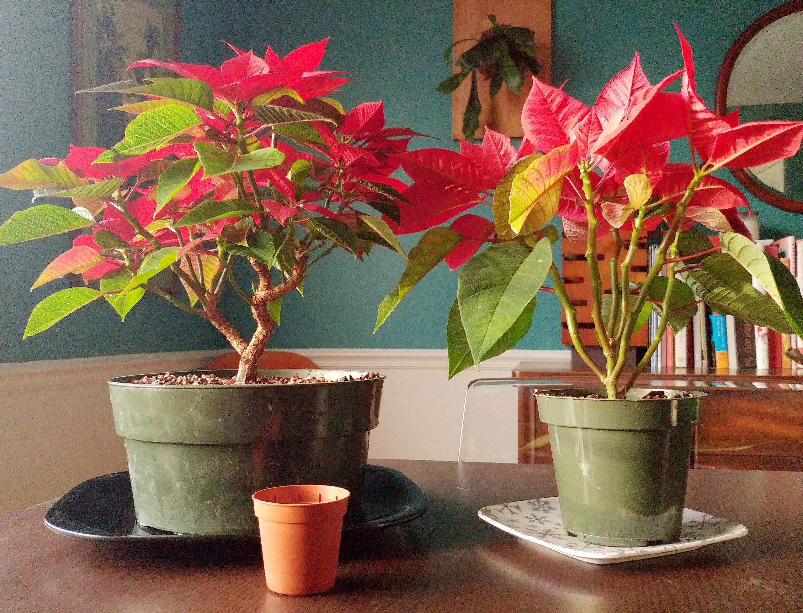 Poinsettia interior