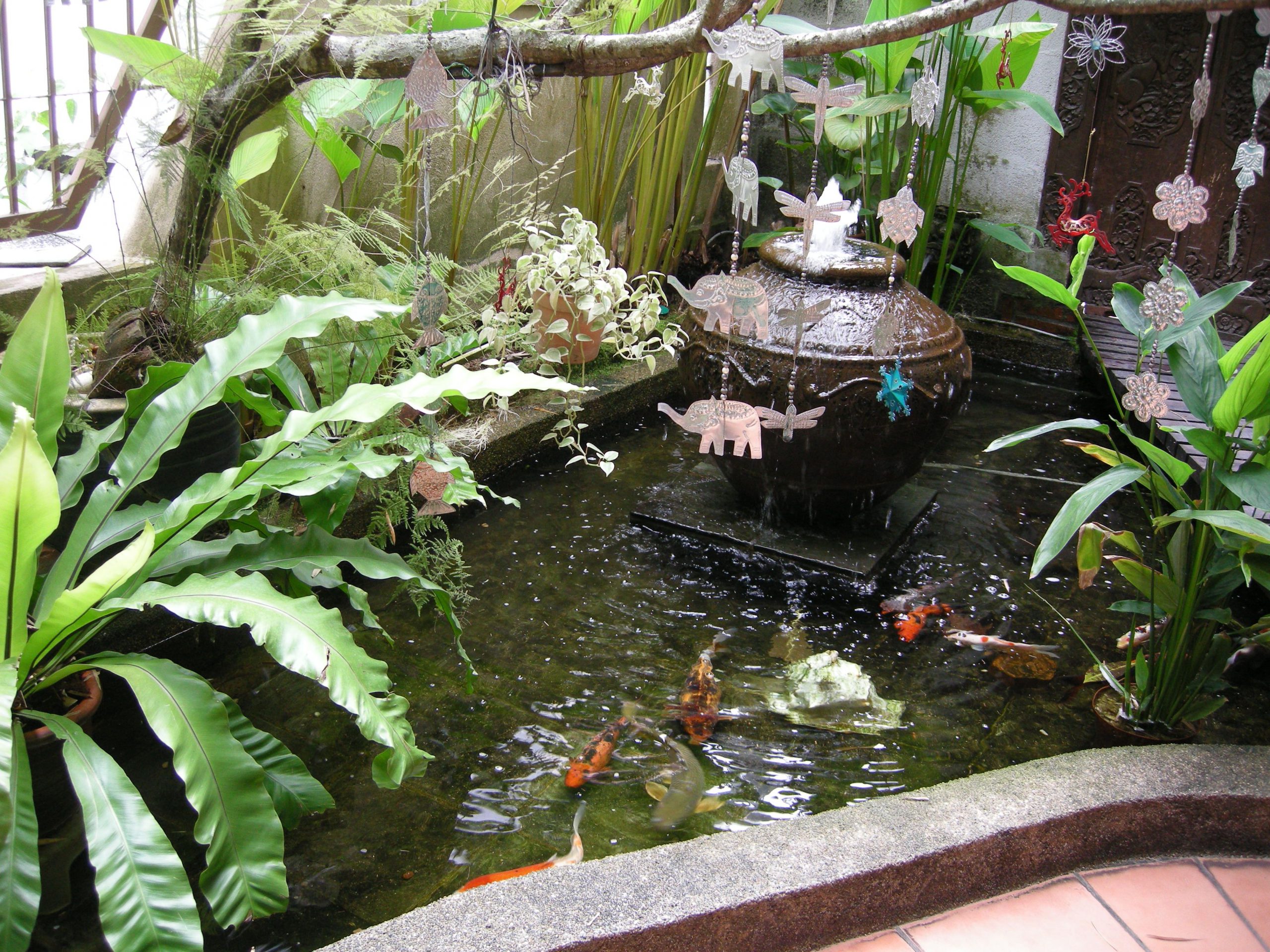 Tropical Fish Pond