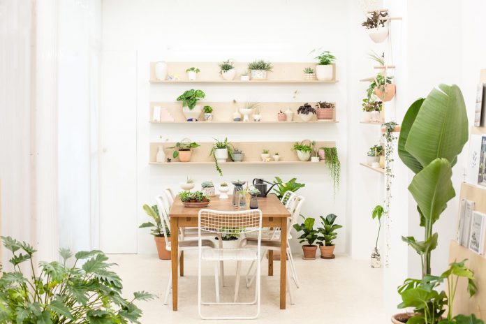 ornamental plants shelves