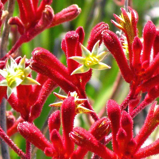 Red Kangaroo Paws