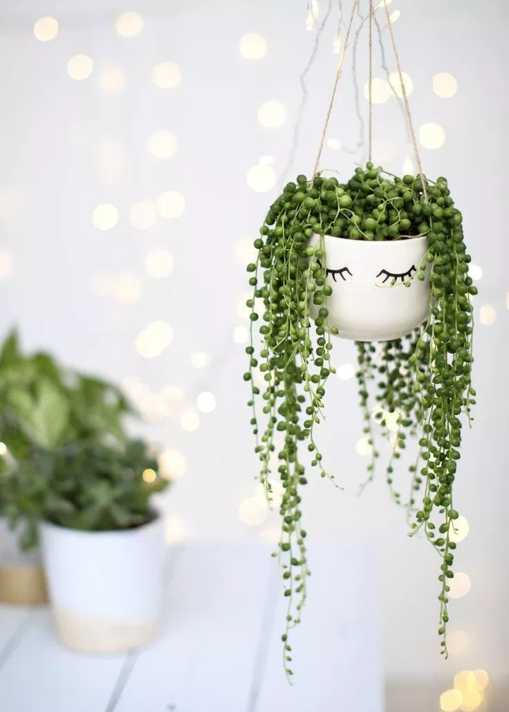 String of Pearls