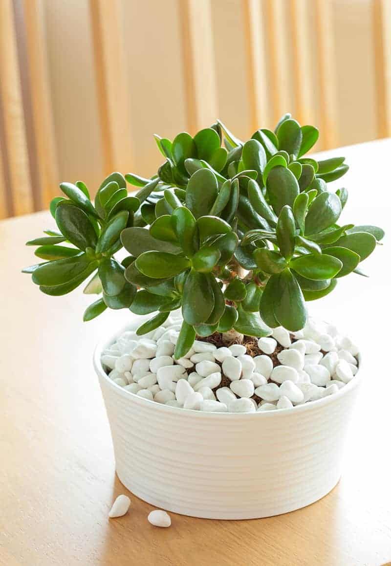 Geometric Planter and Jade Plant