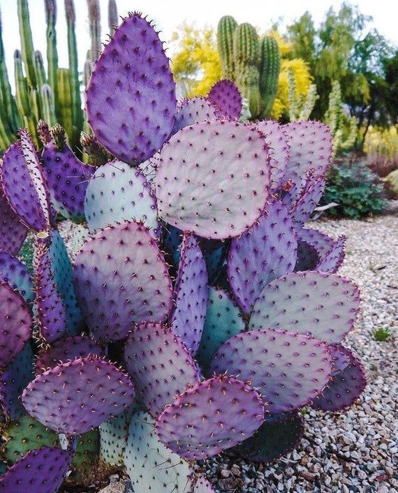 Santa Rita Purple Prickly Pear