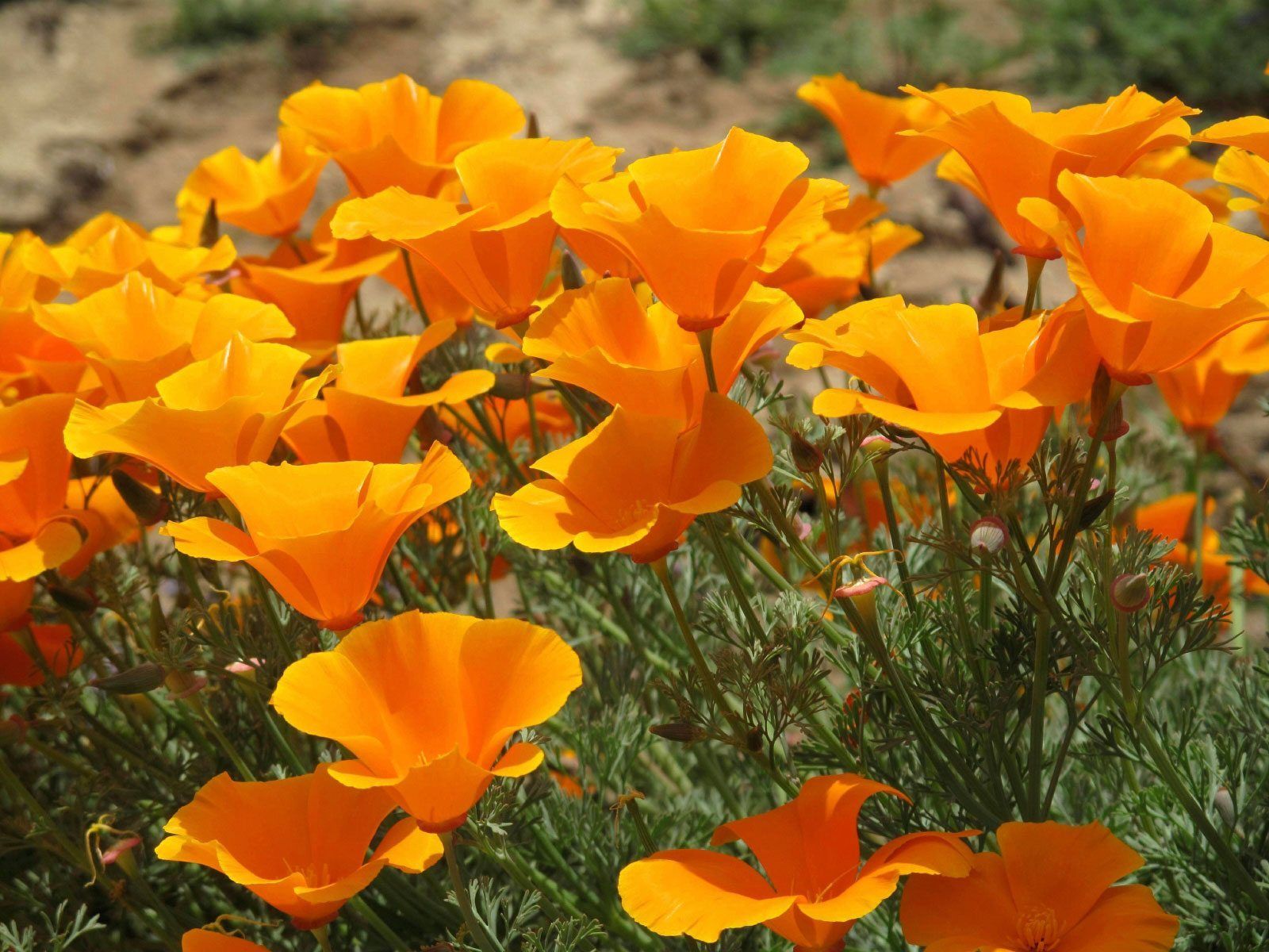 California Poppy Eschscholzia