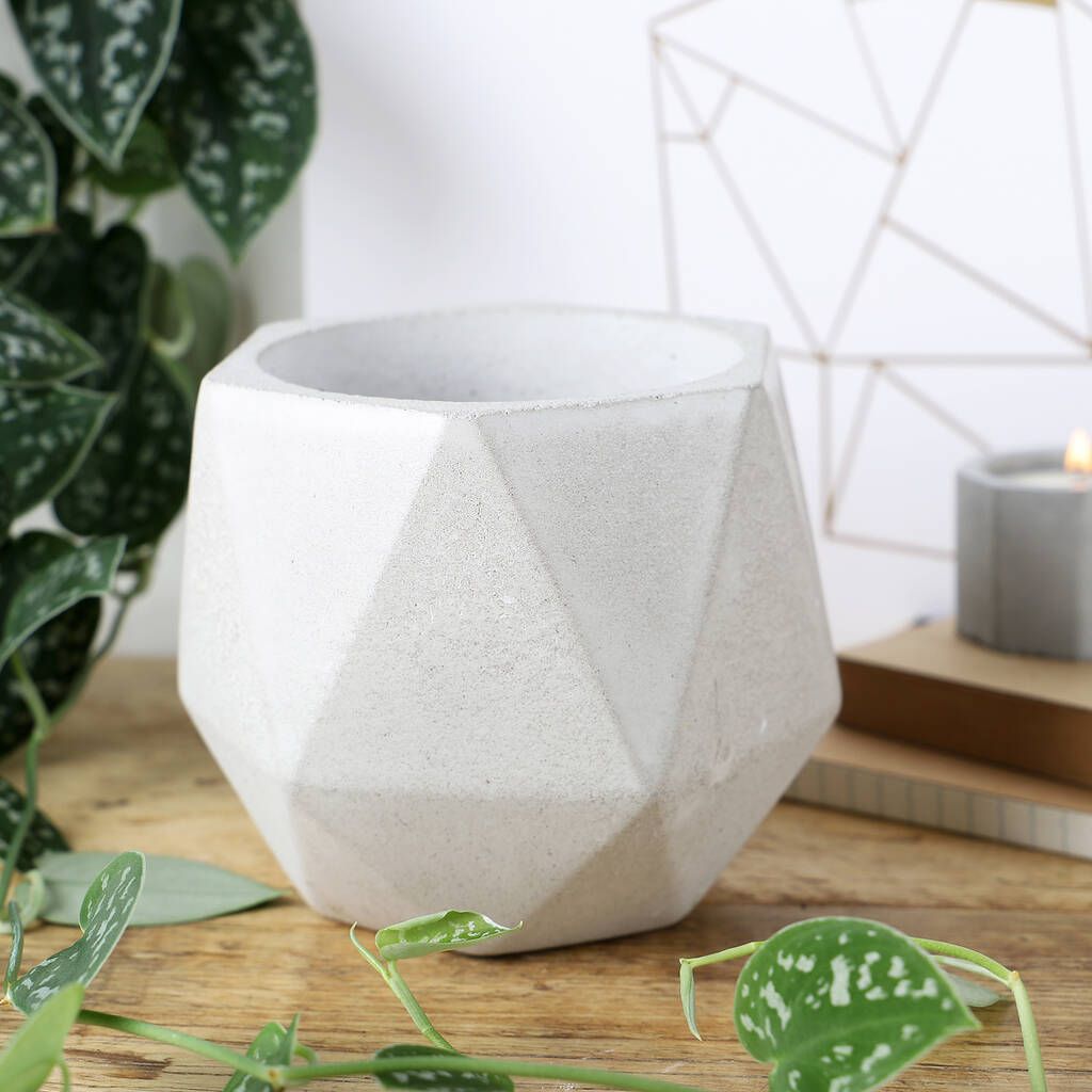 Geometric Planter and Jade Plant