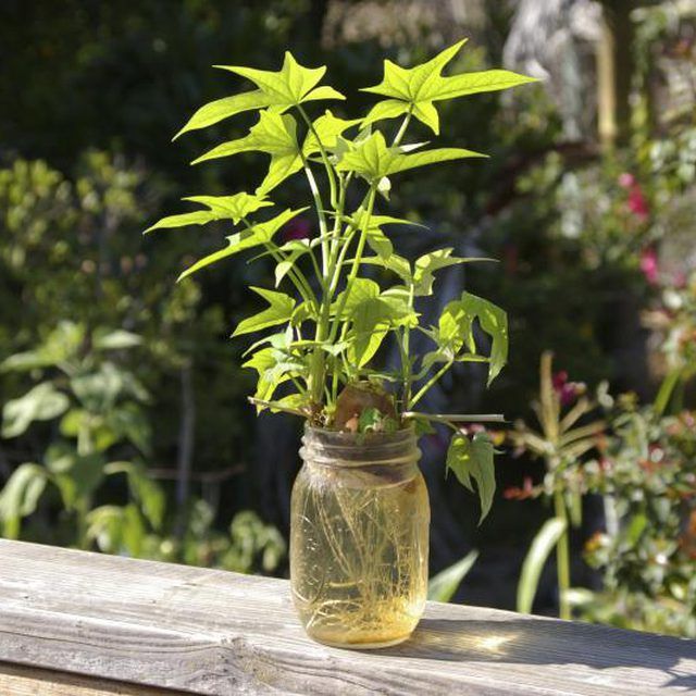 Sweet Potato Vine