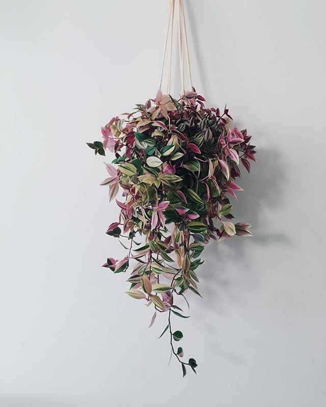 Tradescantia