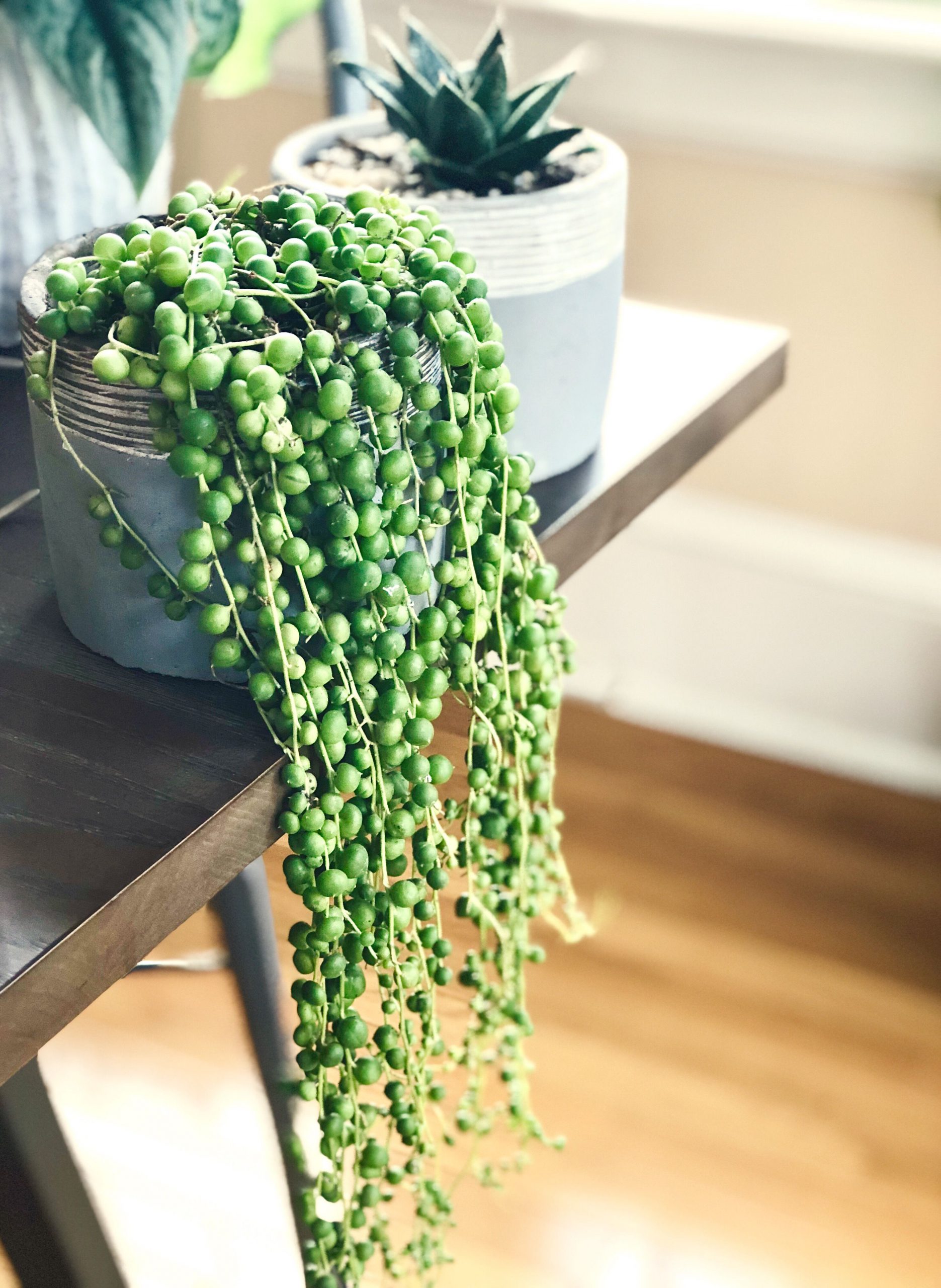 Painted Pot and String of Pearls