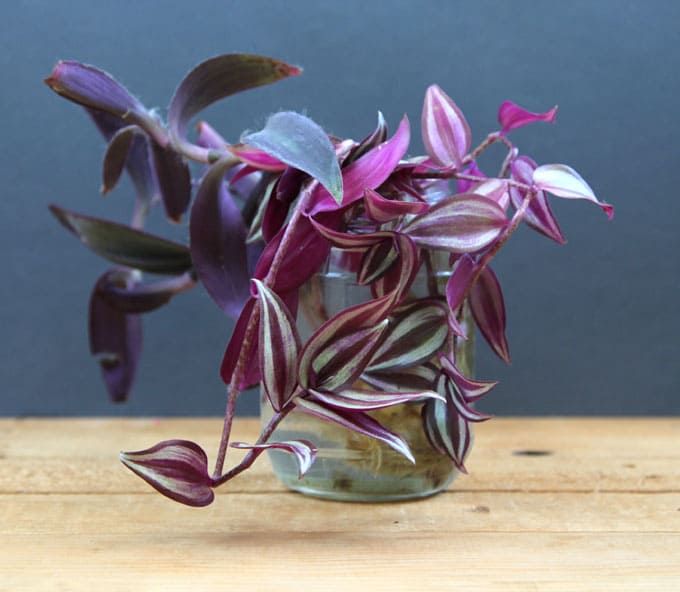 Wandering Jew