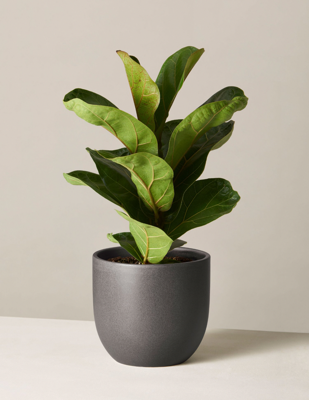 Large Modern Planter and Fiddle Leaf Fig Tree