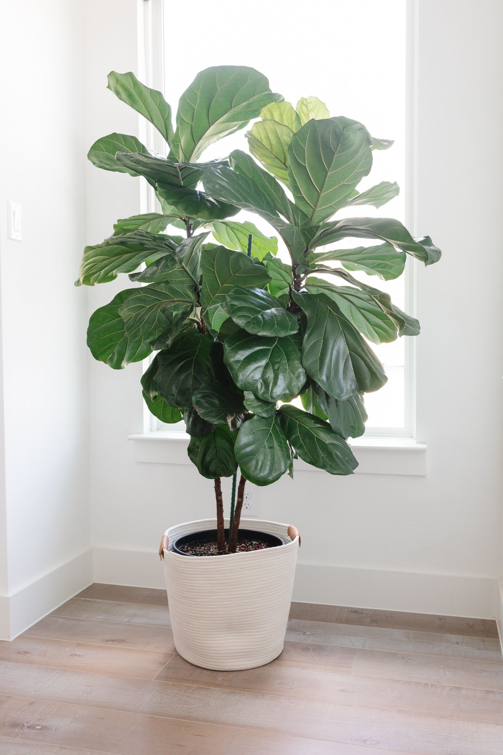 Large Modern Planter and Fiddle Leaf Fig Tree