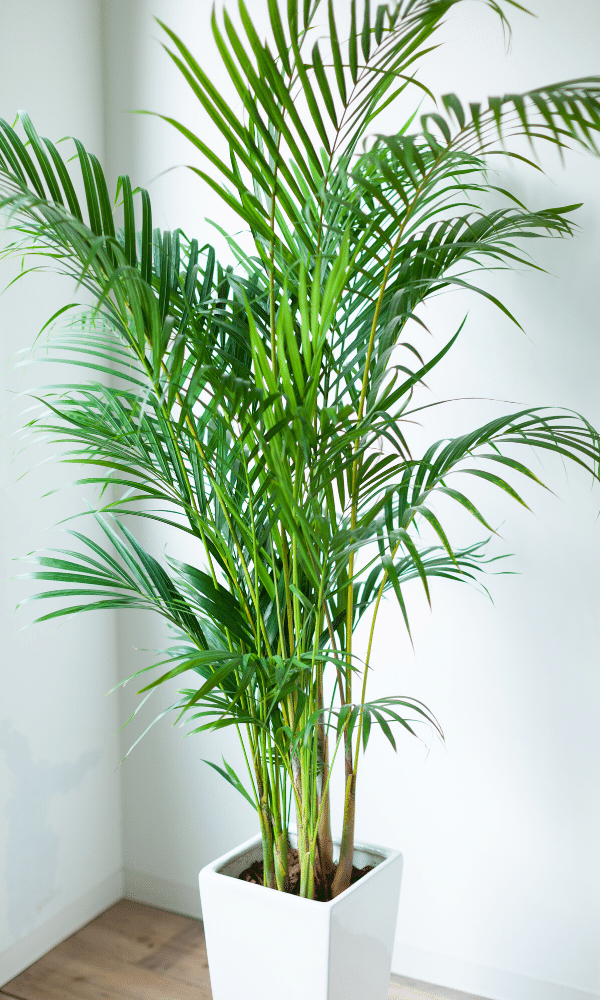 Cube Planter and Indoors Palm tree