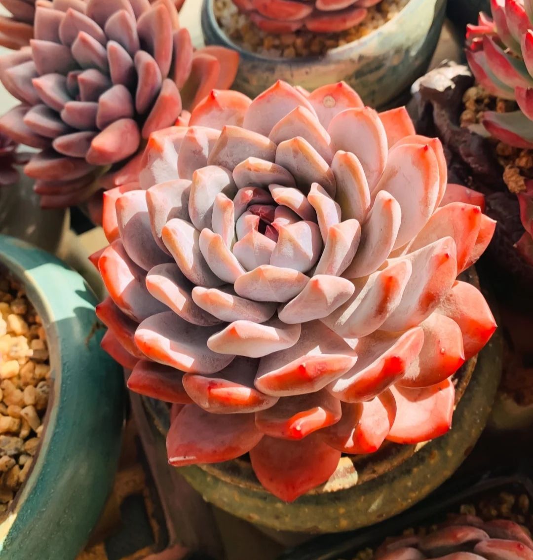 Echeveria