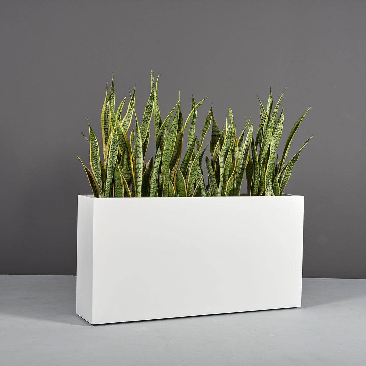 Rectangular Planter and Sansevieria