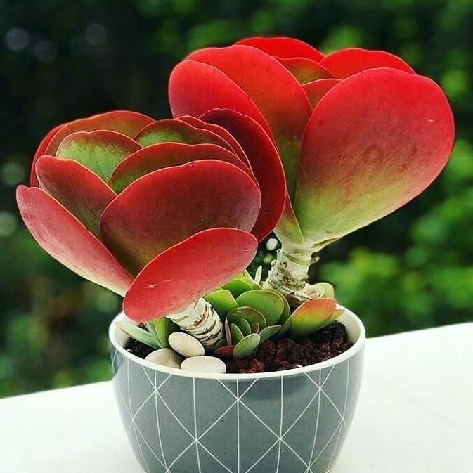 Kalanchoe Thyrsiflora