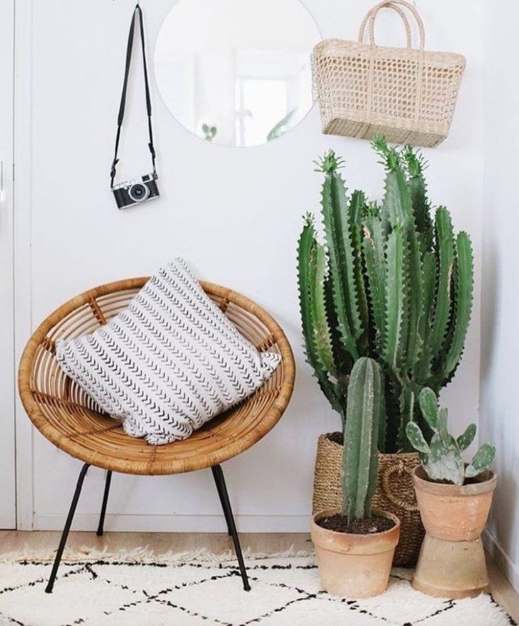 Wicker Planter and African Milk Tree Cactus