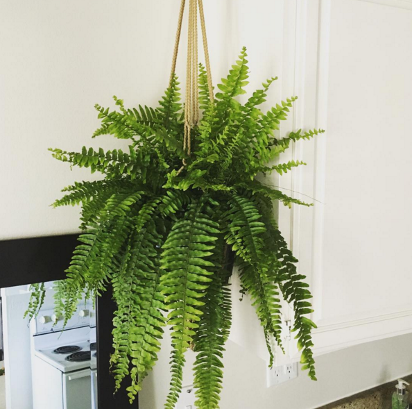 Boston Fern