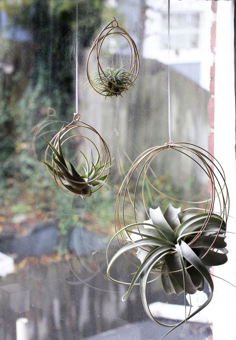 Air Plant