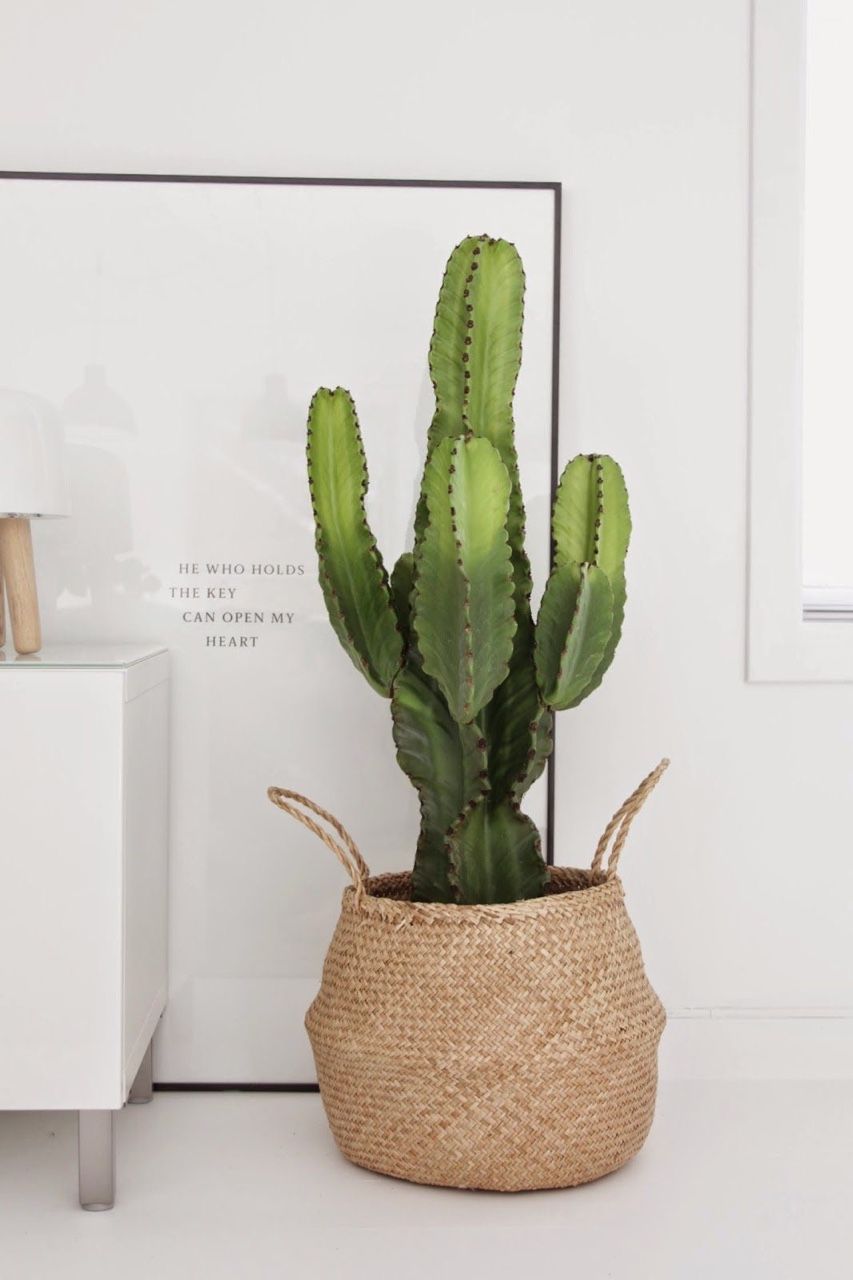 Wicker Planter and African Milk Tree Cactus