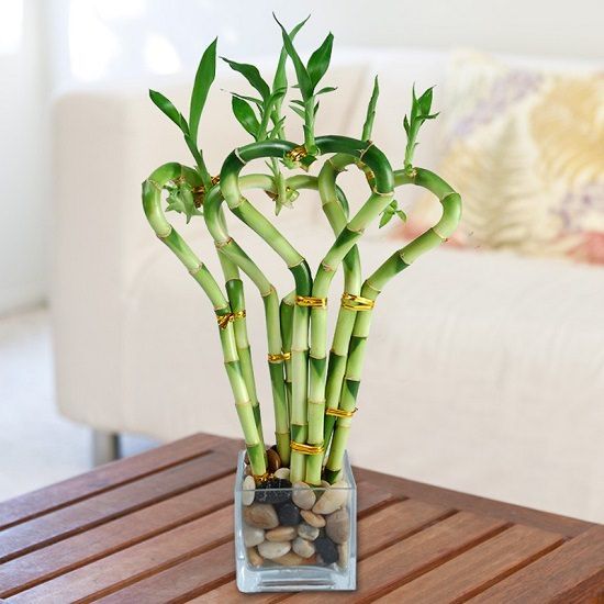 Lucky Bamboo