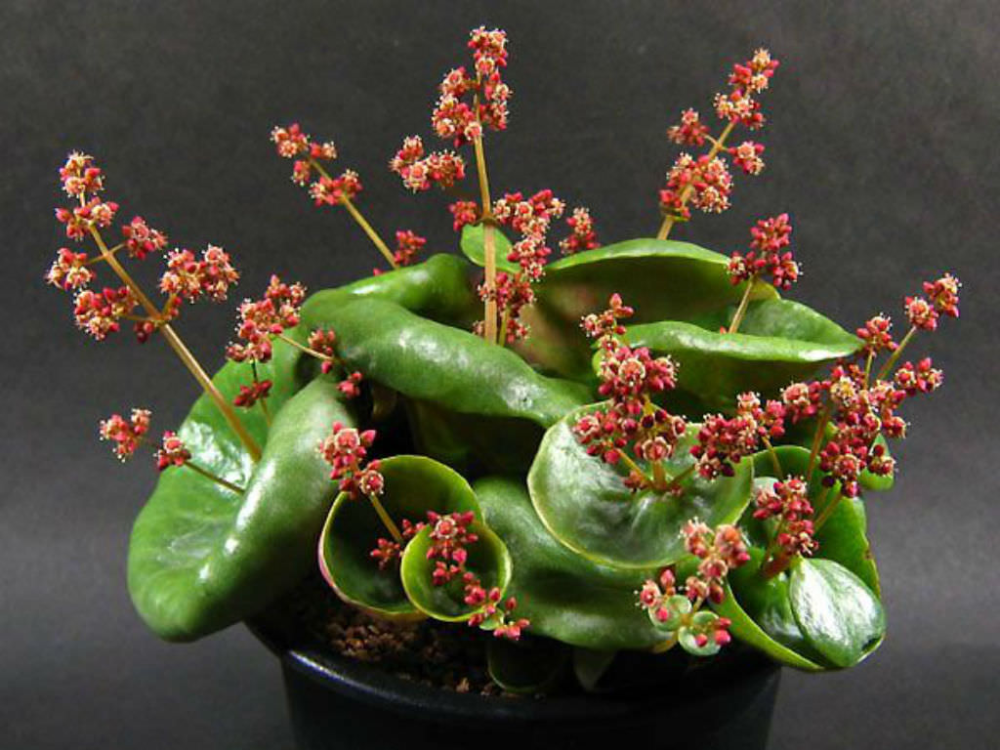 Crassula Umbella ‘Wine Cup’