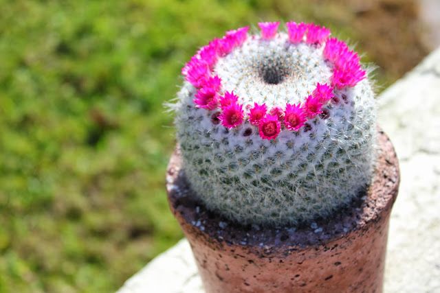 Old Lady Cactus