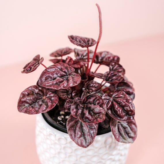 Peperomia Caperata