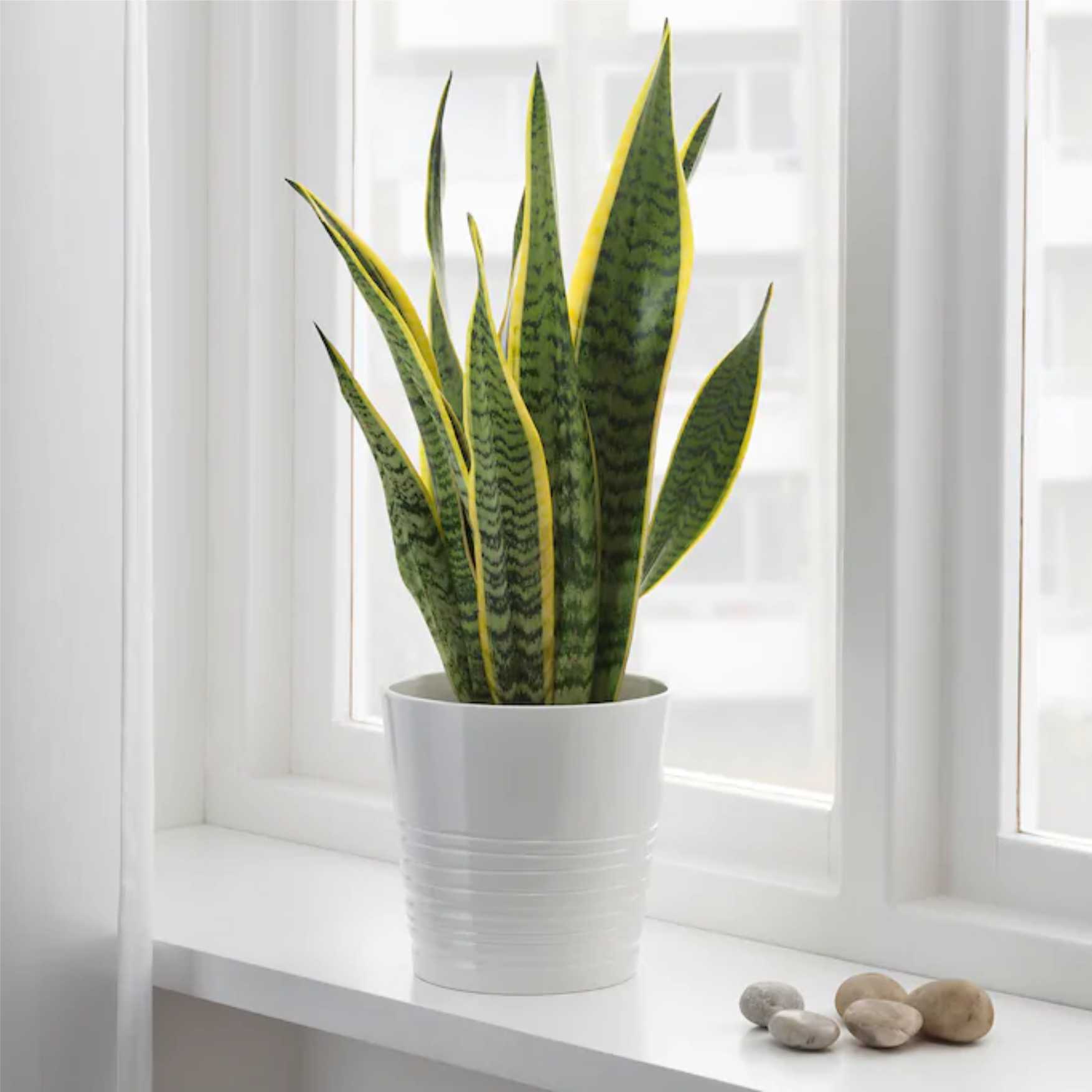 Put Sansevieria Plant