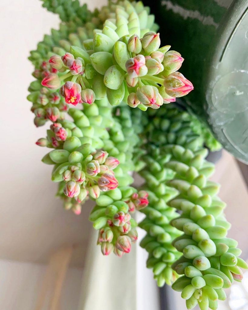 Sedum Morganianum